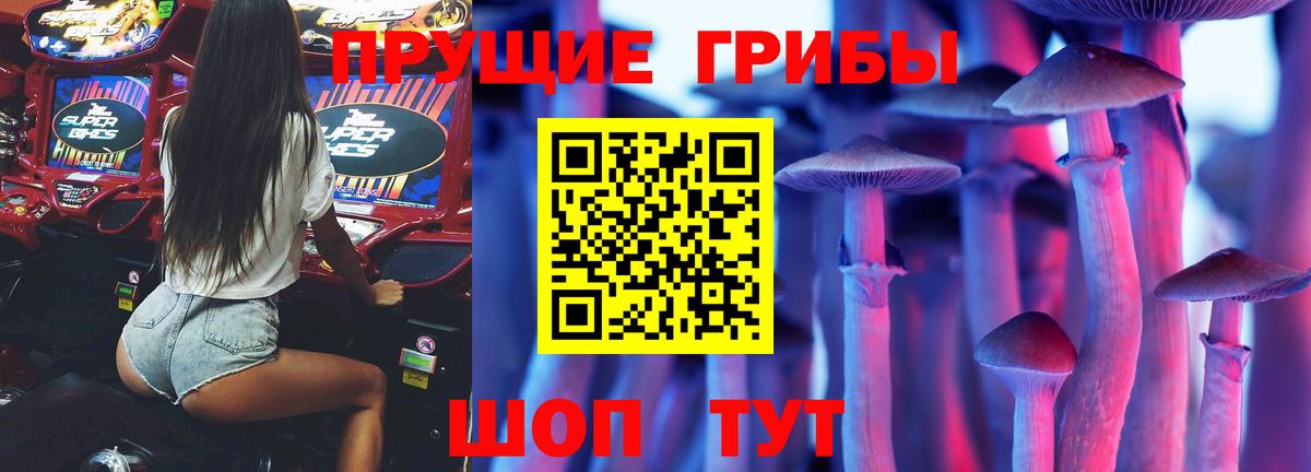 Галлюциногенные грибы Psilocybine cubensis Абакан
